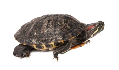 Beyaz zemin üzerinde güzel kaplumbağa (kırmızı kulaklı sürgüleyici)