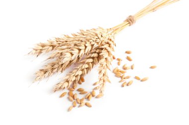 Beyaza izole edilmiş buğday başakları ve tohumlar