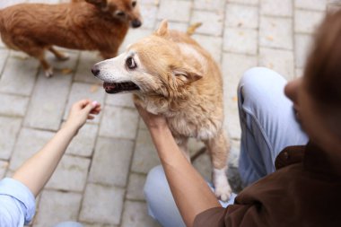 Dışarıda sevimli köpekleri olan bir çift, yakın plan.