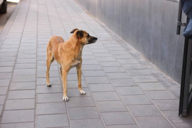 Şehir caddesinde üzgün evsiz bir köpek. Yalnız evcil hayvan