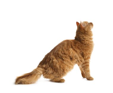 Beyaz arka planda sevimli kızıl kedi. Sevimli hayvan.