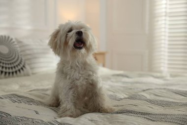 Evdeki yatakta tatlı beyaz Maltese köpeği, mesaj için yer var.