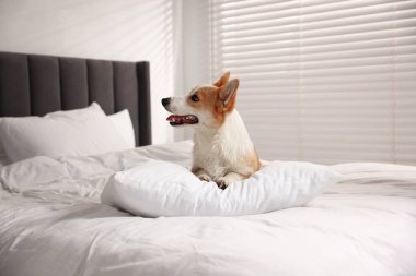 Evcil hayvan dostu otel. Yatağında yastığı olan sevimli bir köpek.