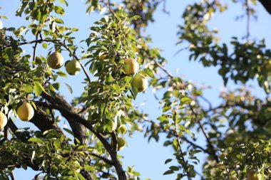 Ağaçta yetişen taze armutlar mavi gökyüzüne karşı, düşük açı manzaralı.
