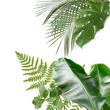 Tropik yapraklar. Beyaz arka planda bitkilerin canlı yeşil yaprakları