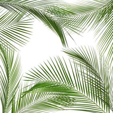 Tropik yapraklar. Beyaz arkaplanda parlak yeşil palmiye yaprakları