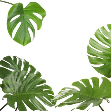 Tropik yapraklar. Beyaz arkaplanda canavarın parlak yeşil yaprakları.