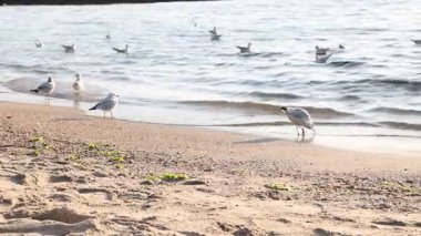 Güneşli bir günde güzel martılar ve dalgalı deniz, kamera sağa hareket ediyor.