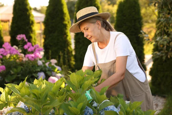 Şapkalı ve önlüklü yaşlı kadın bahçedeki bitkilerle çalışıyor.