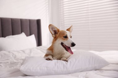 Evcil hayvan dostu otel. Yatağında yastığı olan sevimli bir köpek.