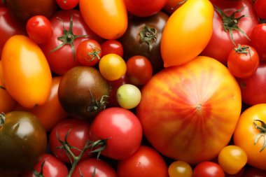 Arka plan olarak farklı olgun sulu domatesler, yakın plan