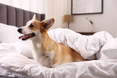 Evcil hayvan dostu otel. Yatakta battaniyeli şirin bir köpek oturuyor.