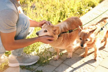 Genç adam sevimli köpeğini dışarıda okşuyor, yakın plan. Evcil hayvanla yürüyorum