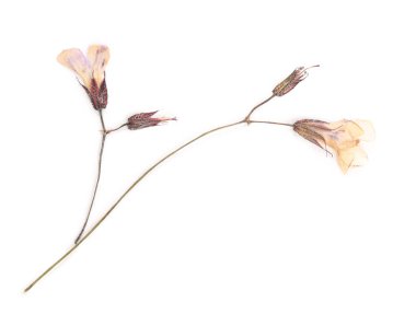 Güzel kuru ısırgan otu çiçekleri beyaza izole edilmiş.