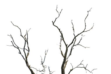 Tree branches without leaves isolated on white