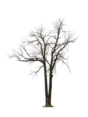 Ağacın dalları bembeyaz.