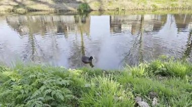 Kanalda yüzen sevimli ördek, yakınlaşan kamera.