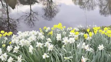 Şehir kanalı yakınında çiçek açan güzel nergisler, yukarı aşağı hareket eden kameralar.