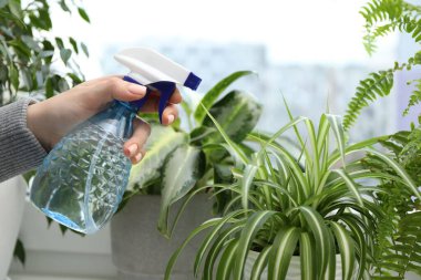 Genç bir kadın, güzel çiçekleri kapalı mekandaki şişelerden su püskürtüyor.