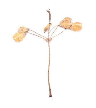 Beautiful dry celandine flower isolated on white, top view