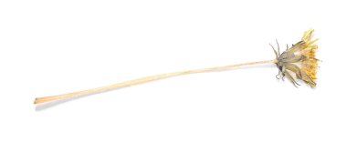 Beautiful dry dandelion flower isolated on white