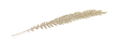 Beautiful dry yarrow leaf isolated on white