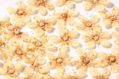 Beyaz arka planda birçok kuru dokuz ağaç kabuğu çiçeği, yakın plan