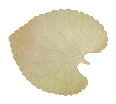 Beautiful dry leaf isolated on white, top view