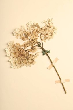 Güzel kuru ortanca çiçekleri bej arka planda yapıştırıcı bant, üst manzara