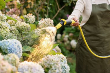 Yaşlı kadın bahçesinde hortumla güzel çiçekleri suluyor.