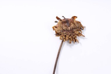 Beautiful dry dahlia flower on white background, top view