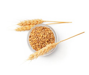 Wheat grains in glass jar and dry spikes isolated on white, top view