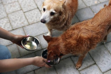 Gönüllü, sevimli sokak köpeklerini besliyor, yakın plan.