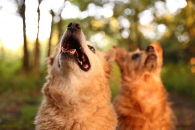 Açık havada sevimli sokak köpekleri, seçici odaklanma. Evsiz hayvan.