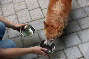 Gönüllü, sevimli sokak köpeğini besliyor, yakın plan.