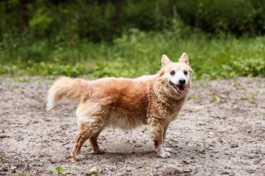 Cute fluffy stray dog outdoors. Homeless animal
