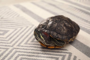 Halıdaki sevimli kaplumbağa hayvanı, yakın plan. Metin için boşluk