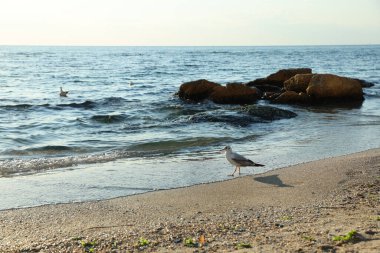 Güzel dalgalı deniz, taşlar ve kumlu sahil