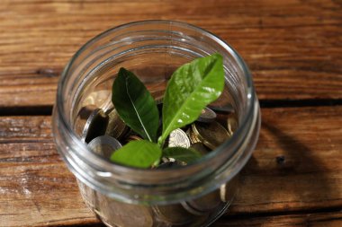 Glass jar with coins and sprout on wooden table, closeup