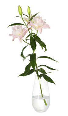 Beautiful lily flowers in glass vase isolated on white