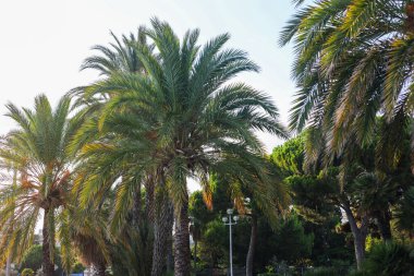 Beautiful palm trees growing outdoors, low angle view