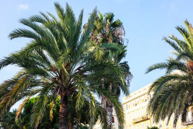 Beautiful palm trees growing near building outdoors, low angle view