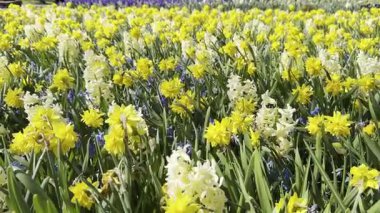 Dışarıda yetişen güzel çiçekler, yakın plan. Kamera aşağı ve sağa hareket ediyor