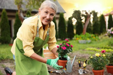 Gülümseyen, eldivenli, önlüklü, bahçede güzel çiçekler nakleden yaşlı bir kadın.
