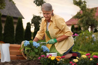 Eldivenli ve önlüklü yaşlı kadın bitkilerle çalışıyor ve bahçede çatal kazıyor.