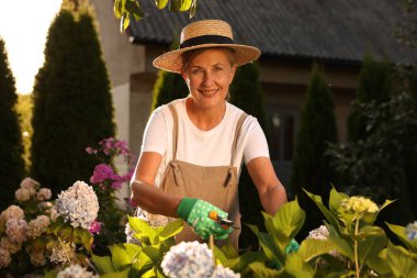 Bahçede bitki ve mezhepçilerle çalışan şapkalı, eldivenli ve önlüklü gülümseyen yaşlı kadın portresi