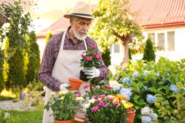 Şapkalı ve önlüklü yaşlı bir adam bahçedeki çömleğe güzel çiçekler naklediyor.