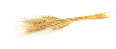 Beyaz arka planda altın buğday başakları