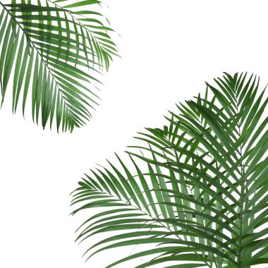Tropik yapraklar. Beyaz arkaplanda parlak yeşil palmiye yaprakları