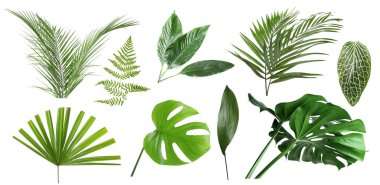 Beyazlar üzerinde izole edilmiş yeşil tropikal bitkiler. Parlak yeşillik